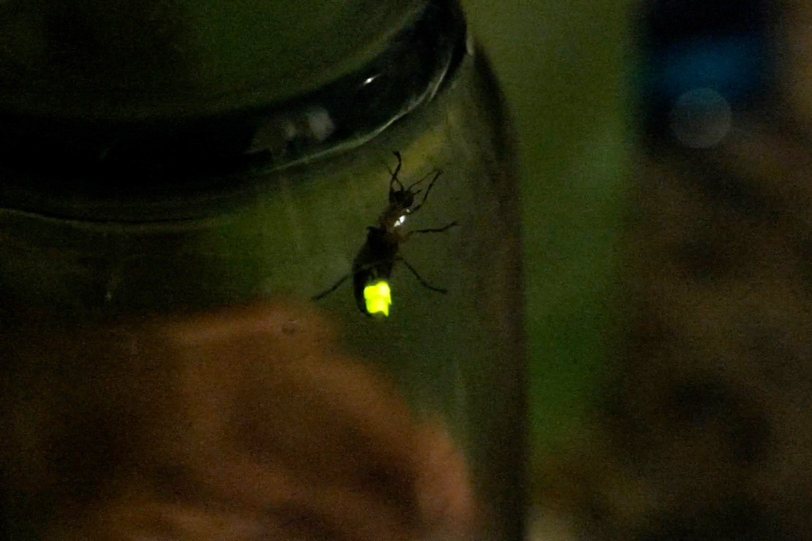 Leave the leaves and turn out the lights: Fireflies need your help